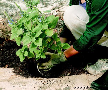 Guía de cuidado de plantas perennes 