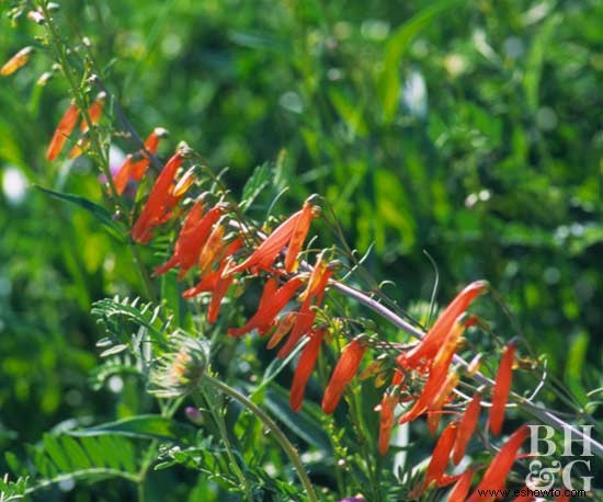 Guía de cuidado de plantas perennes 