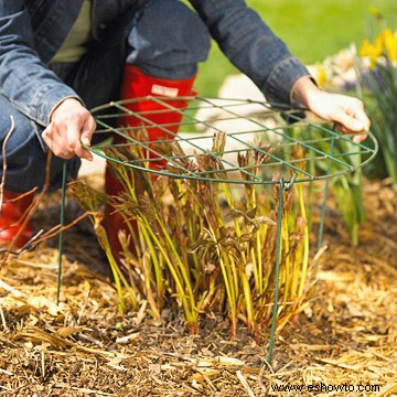 Guía de cuidado de plantas perennes 