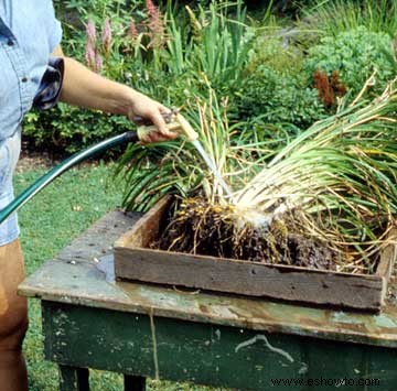 Guía de cuidado de plantas perennes 