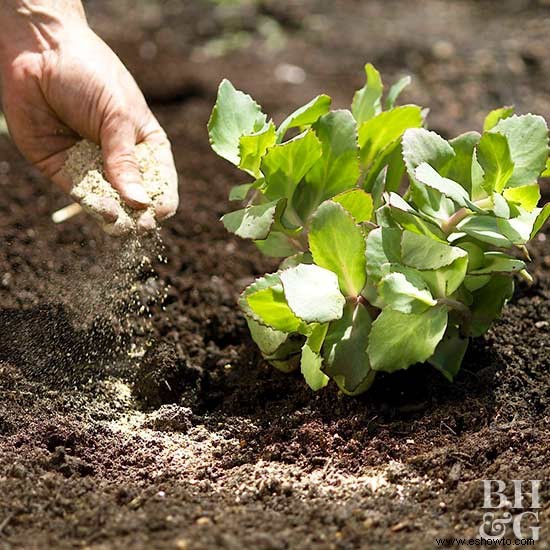 Guía de cuidado de plantas perennes 