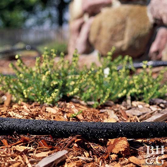 Guía de cuidado de plantas perennes 