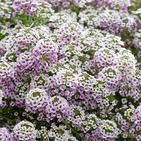 Flores de invierno para el sur 