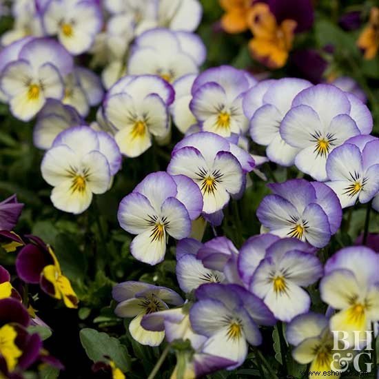 Flores de invierno para el sur 