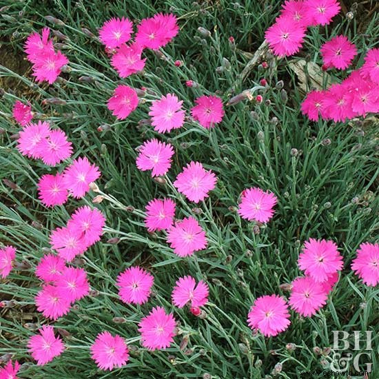 Flores de invierno para el sur 