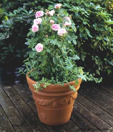 Cómo plantar macetas de rosas 