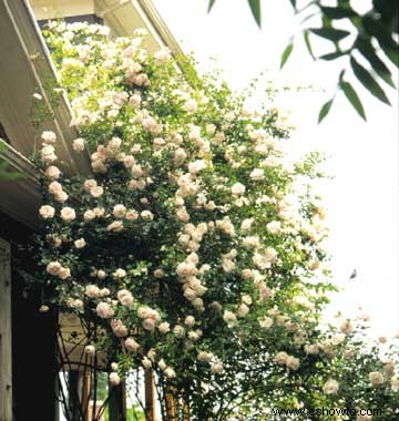 Cómo plantar macetas de rosas 