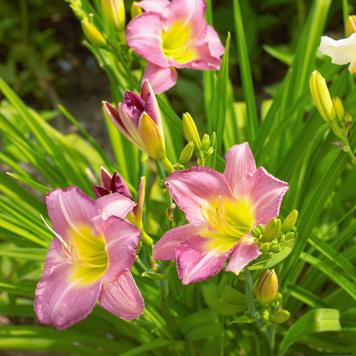 Las mejores plantas para bordes de jardines en lugares soleados o sombreados 