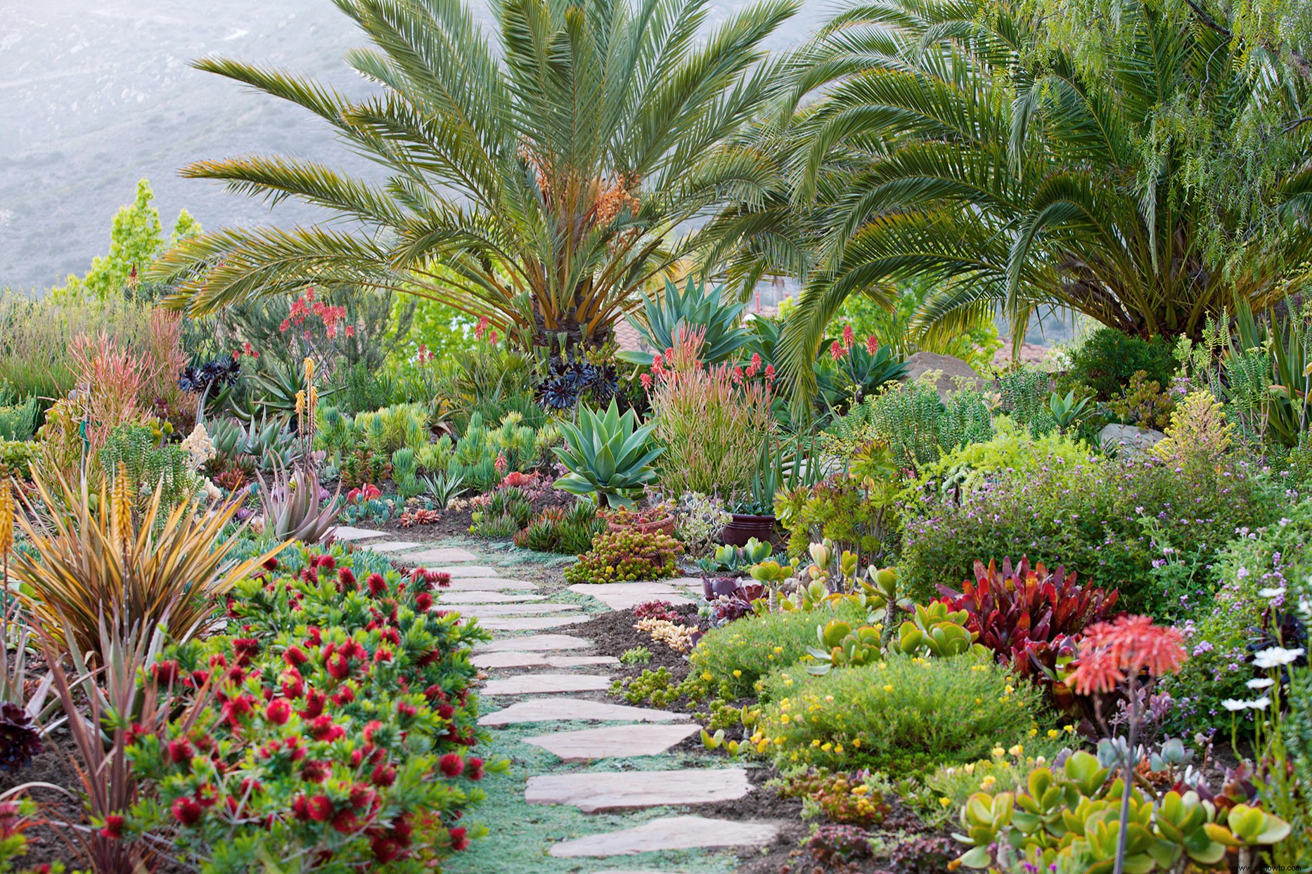 Las mejores plantas para bordes de jardines en lugares soleados o sombreados 