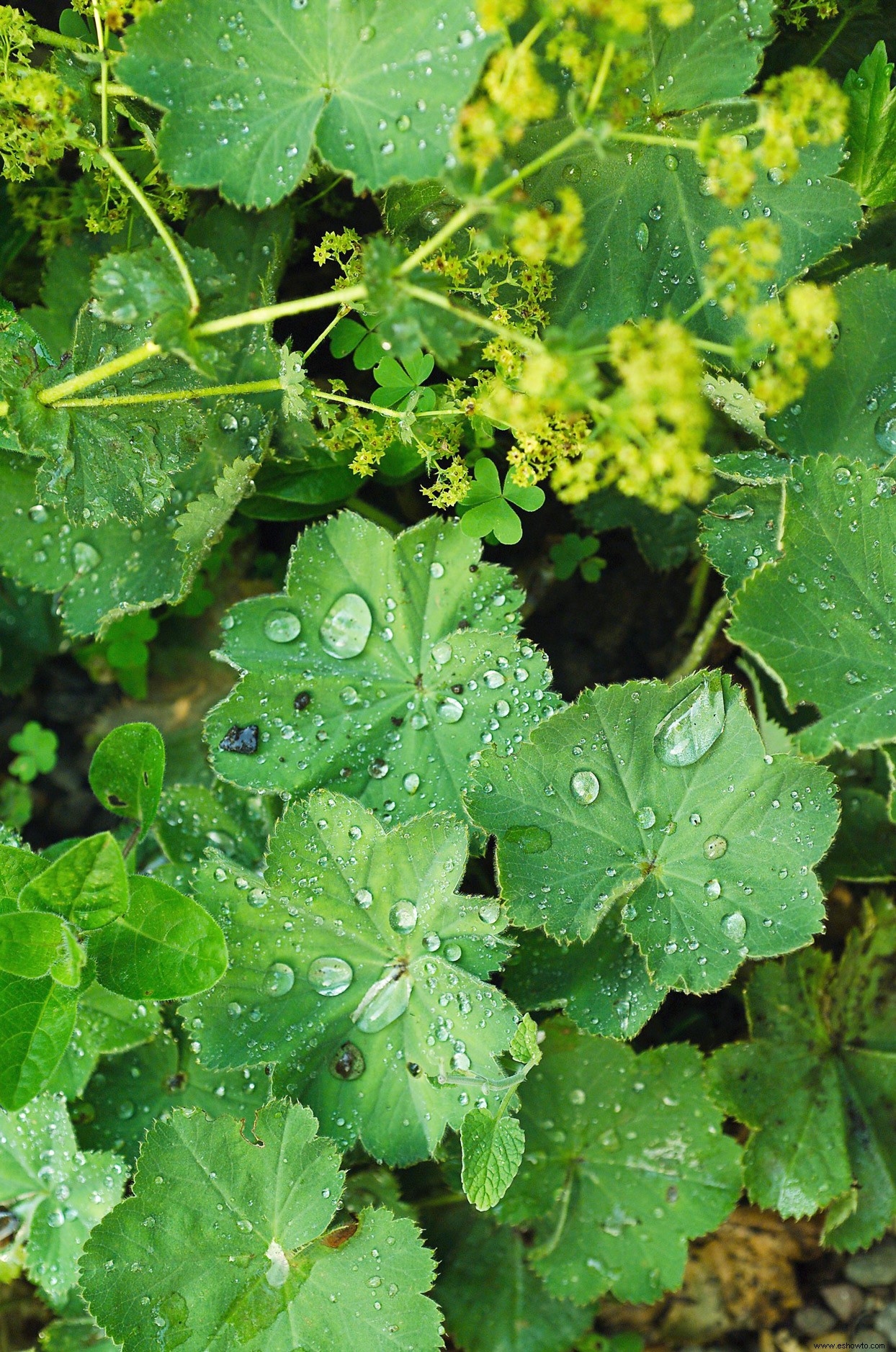 Las mejores plantas para bordes de jardines en lugares soleados o sombreados 