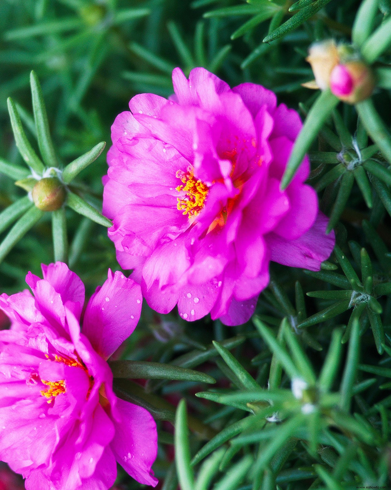 Las mejores plantas para bordes de jardines en lugares soleados o sombreados 