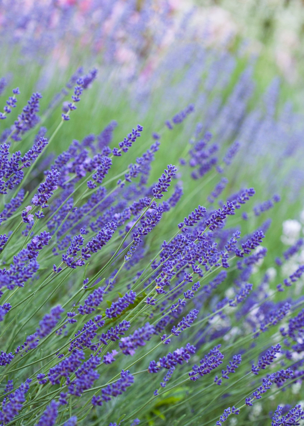 Las mejores plantas para bordes de jardines en lugares soleados o sombreados 