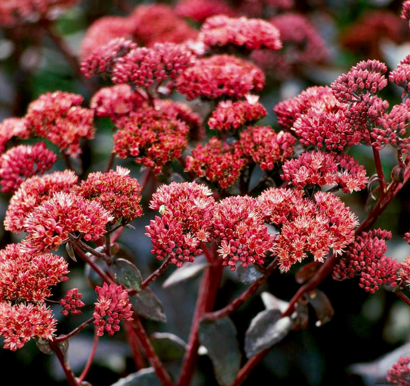 Las mejores plantas para bordes de jardines en lugares soleados o sombreados 