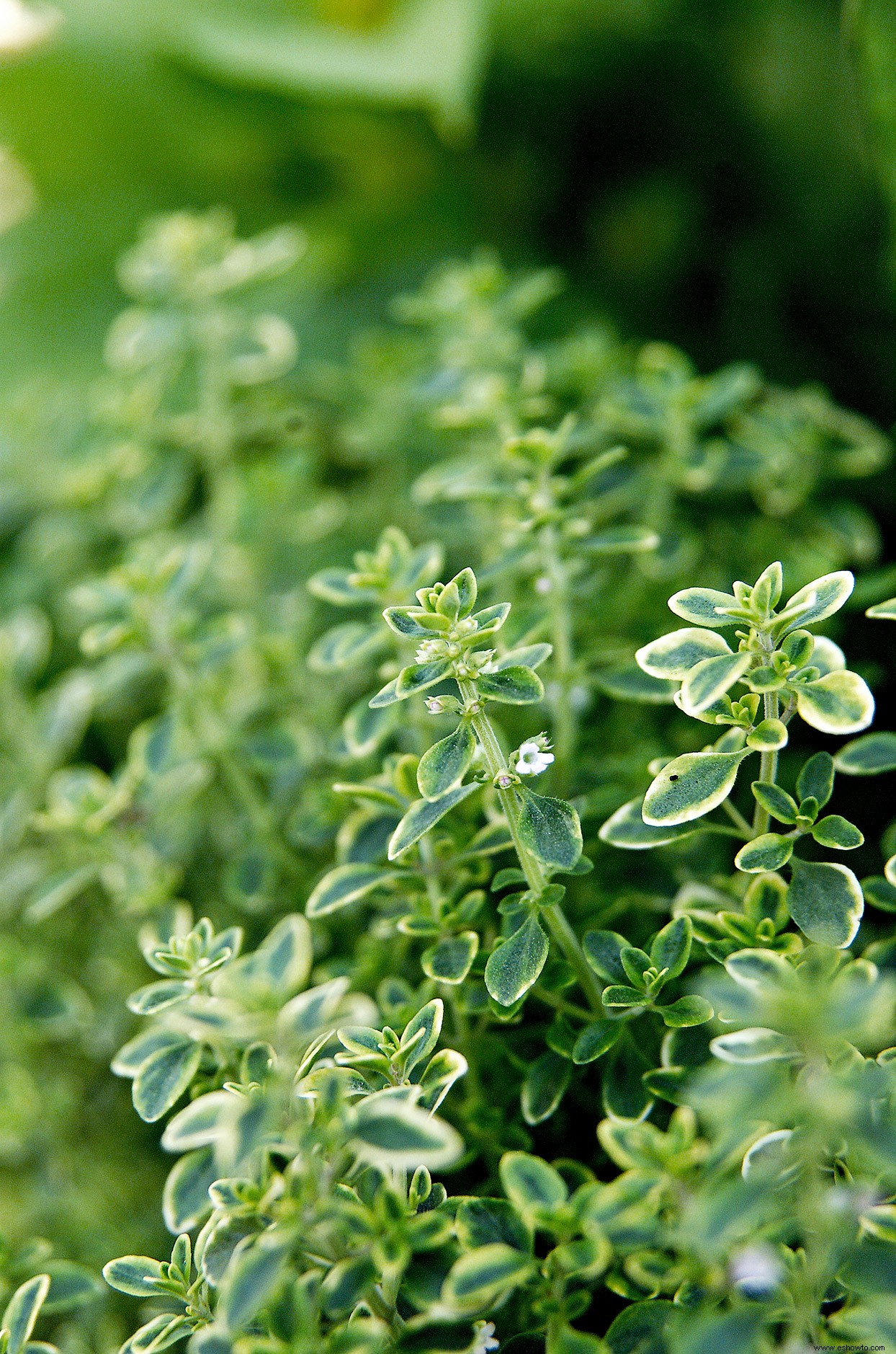 Las mejores plantas para bordes de jardines en lugares soleados o sombreados 