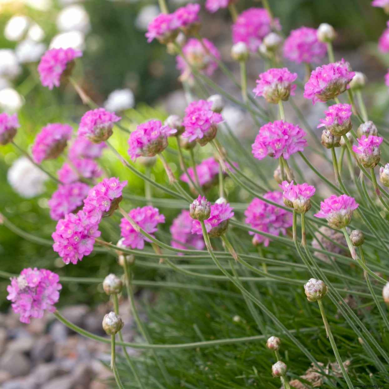 Las mejores plantas para bordes de jardines en lugares soleados o sombreados 