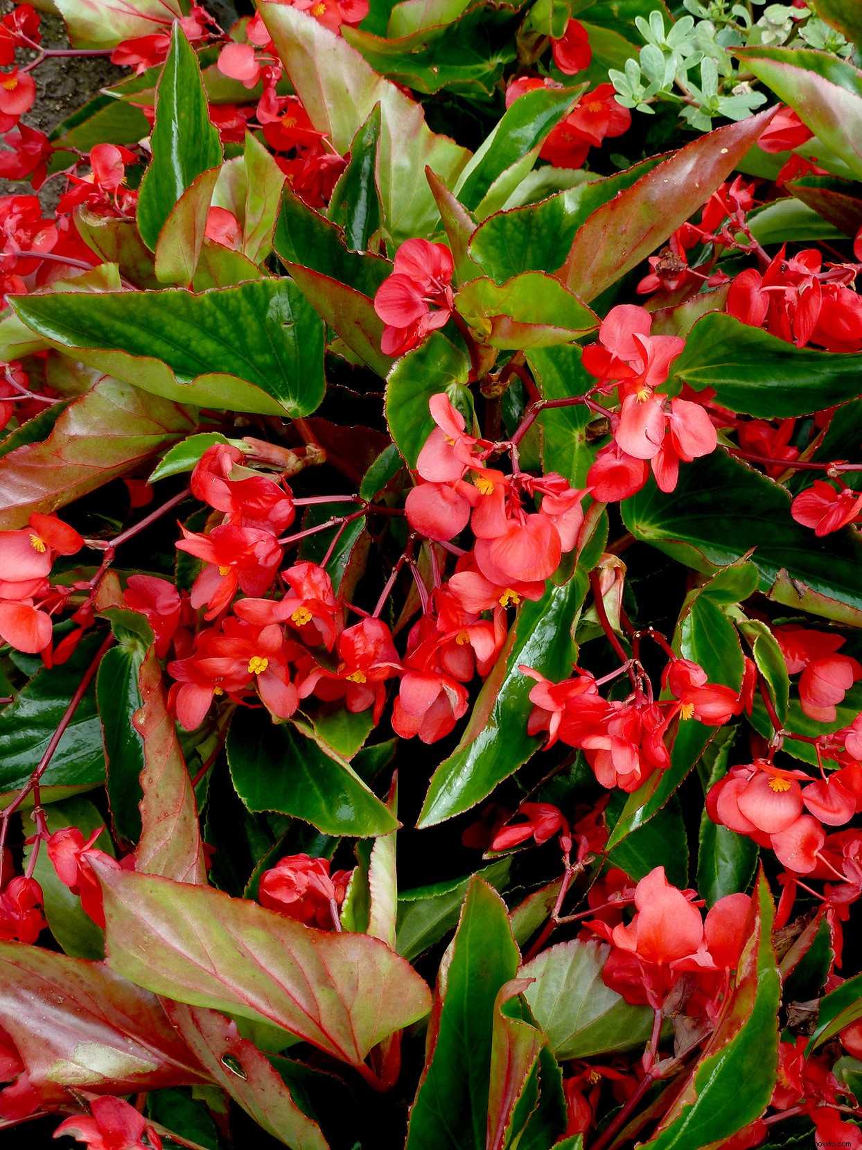 Las mejores plantas para bordes de jardines en lugares soleados o sombreados 