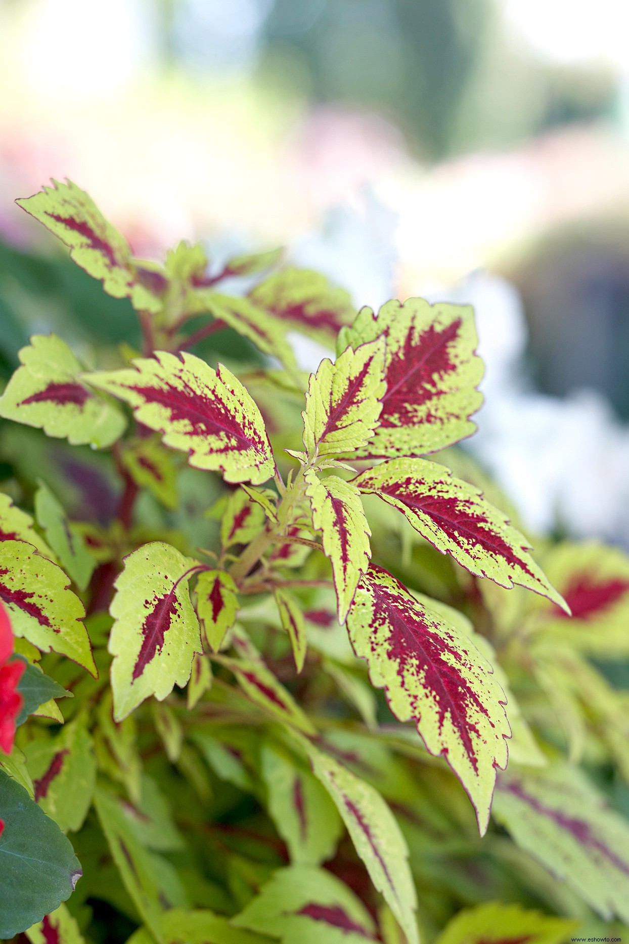 Las mejores plantas para bordes de jardines en lugares soleados o sombreados 