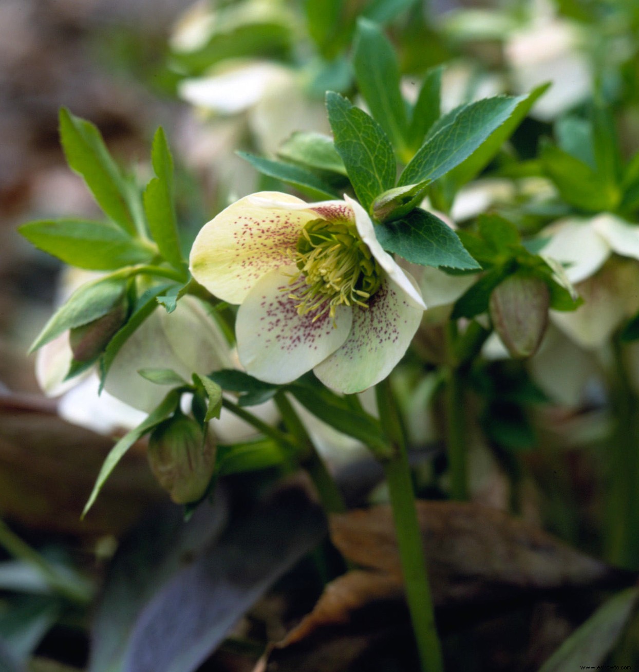 Las mejores plantas para bordes de jardines en lugares soleados o sombreados 