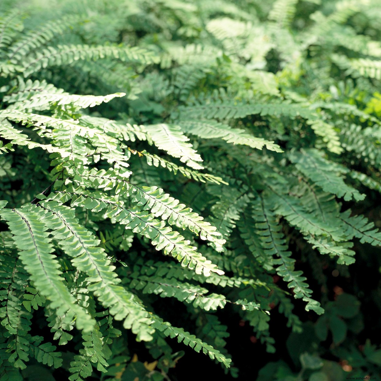 Las mejores plantas para bordes de jardines en lugares soleados o sombreados 