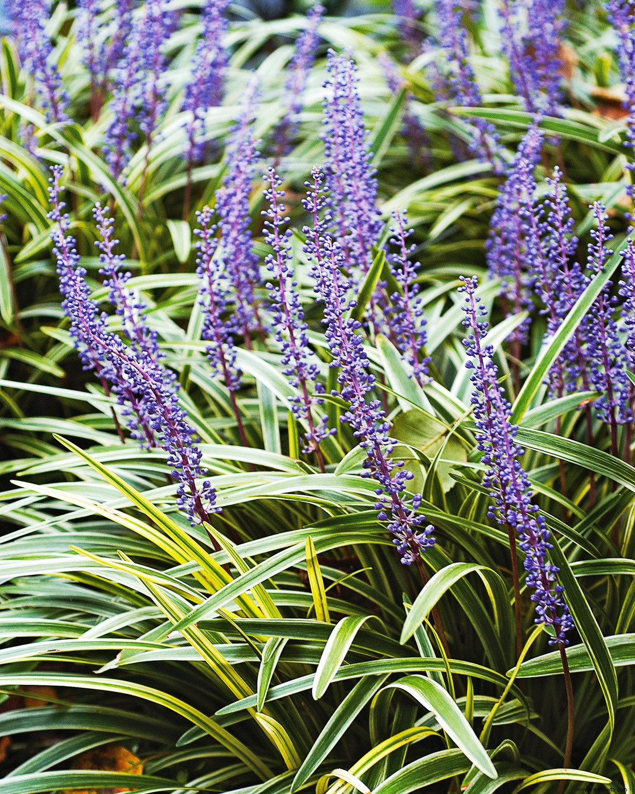 Las mejores plantas para bordes de jardines en lugares soleados o sombreados 