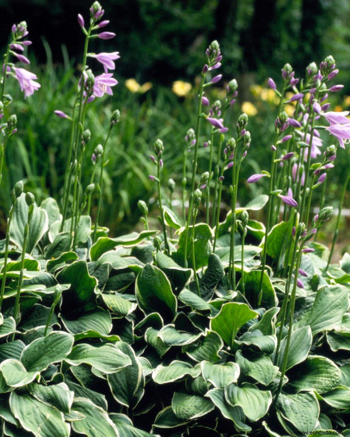 Las mejores plantas para bordes de jardines en lugares soleados o sombreados 