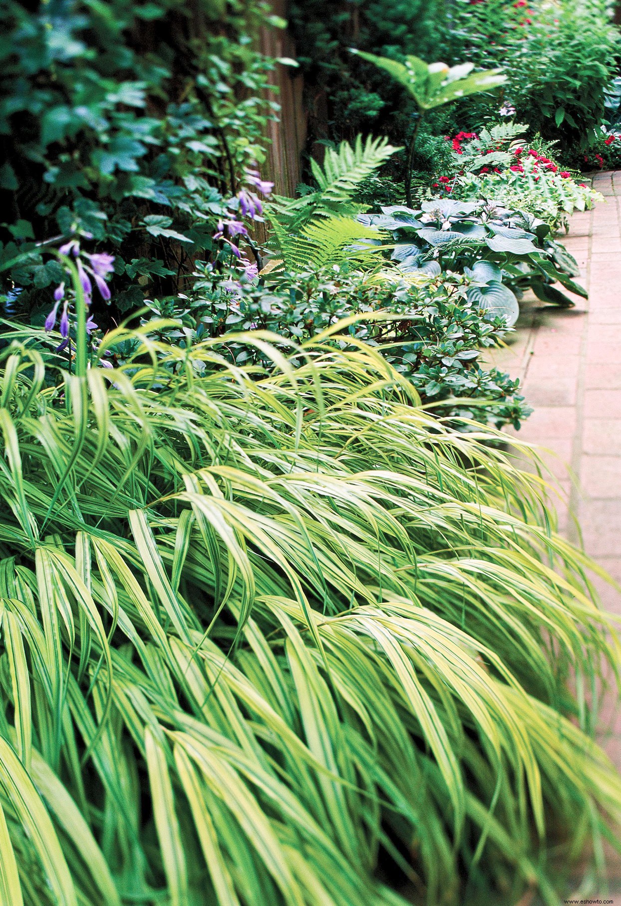 Las mejores plantas para bordes de jardines en lugares soleados o sombreados 