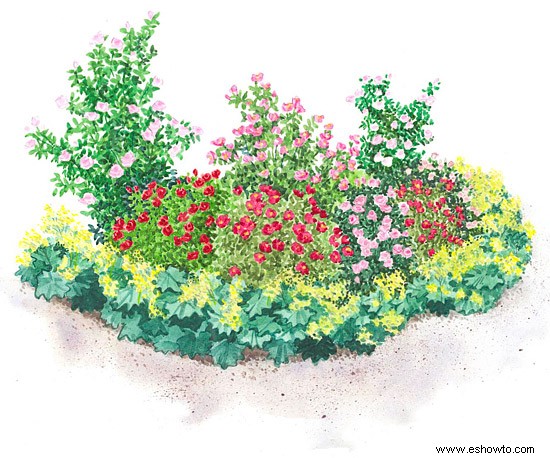 Plan de jardín de rosas de fácil cuidado 