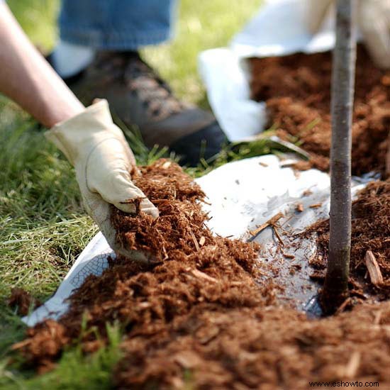 10 consejos para mantener sus árboles en plena forma 