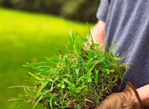 Guía práctica: Cómo eliminar la hierba de cangrejo de tu césped y prevenir su regreso