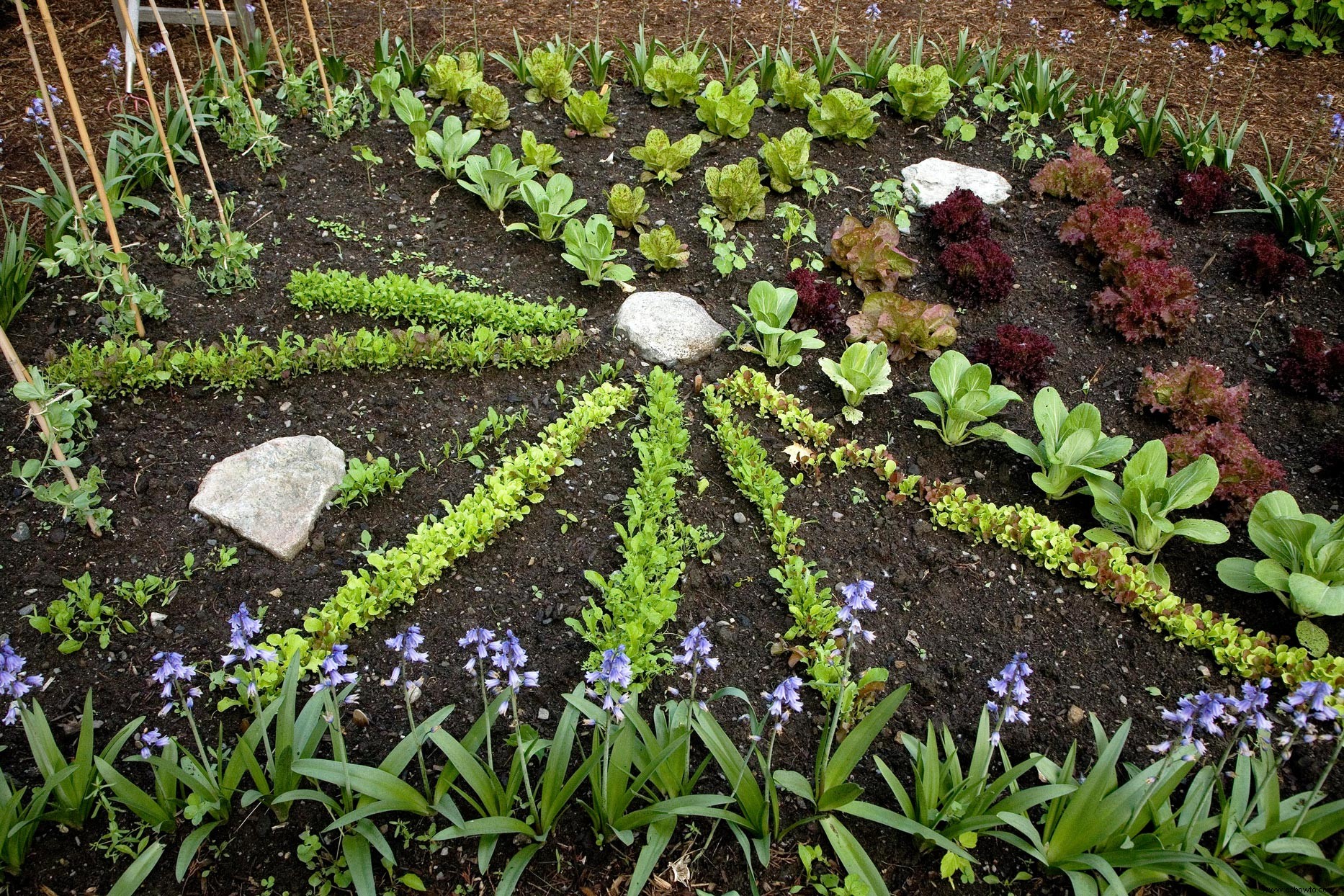 Los veranos son el momento perfecto para plantar vegetales de otoño:así es como se hace 