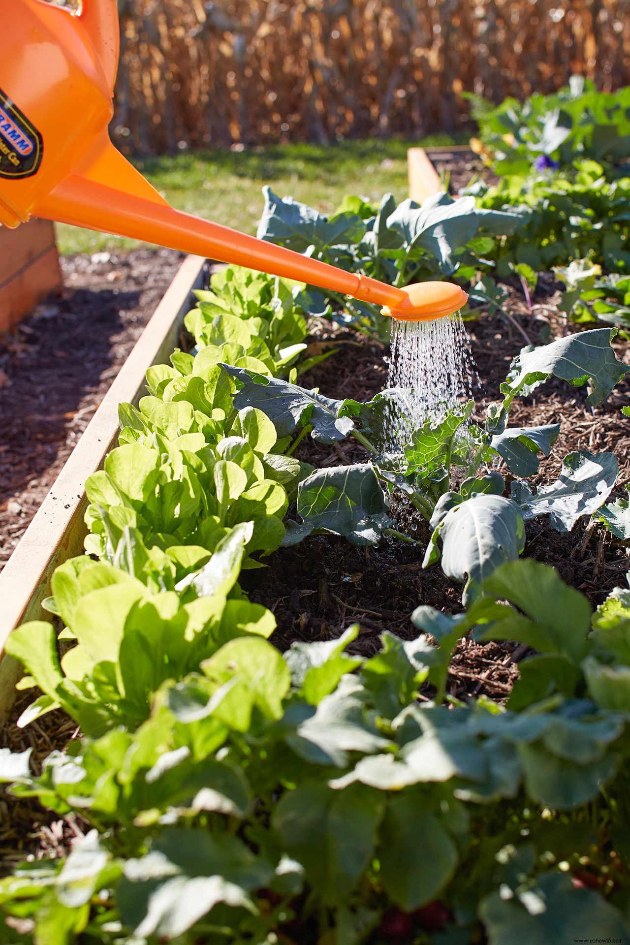 Los veranos son el momento perfecto para plantar vegetales de otoño:así es como se hace 