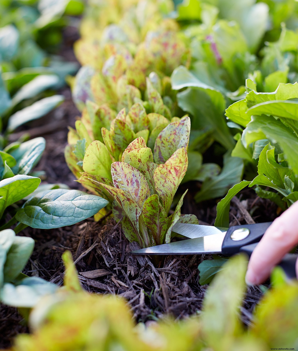 Los veranos son el momento perfecto para plantar vegetales de otoño:así es como se hace 