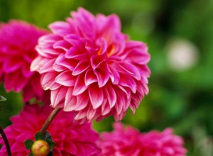 Guía experta de jardinería para agosto en el sur: Plantas, riego y tareas esenciales