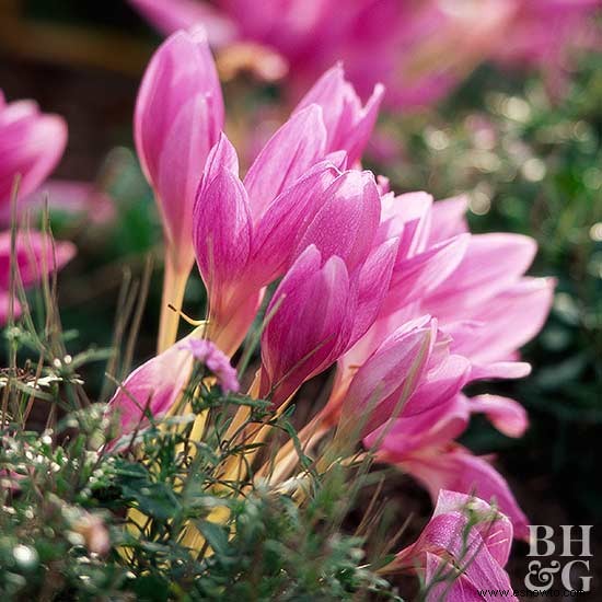 Las mejores flores de otoño para el noreste 