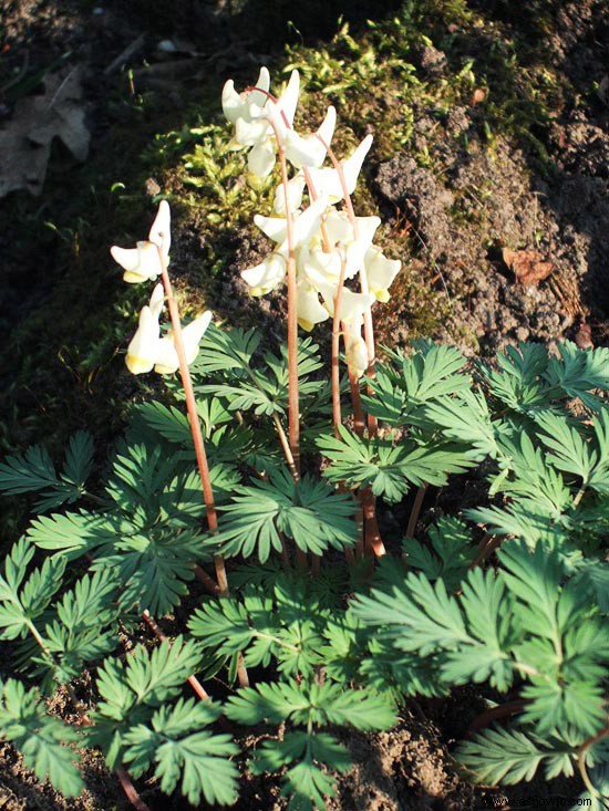 Flores silvestres para sombra 