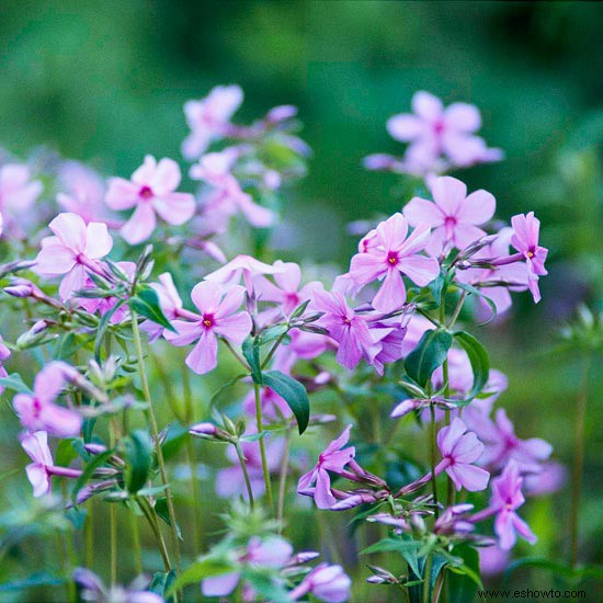 Flores silvestres para sombra 