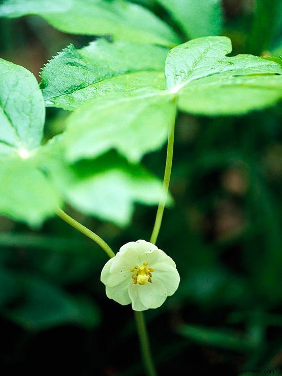 Flores silvestres para sombra 