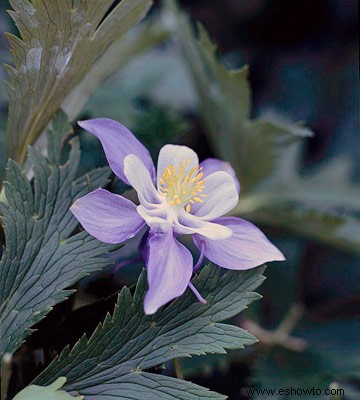 Flores silvestres para sombra 