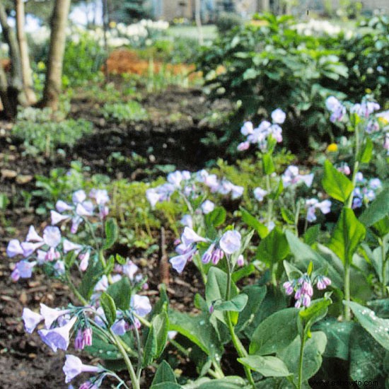 Flores silvestres para sombra 