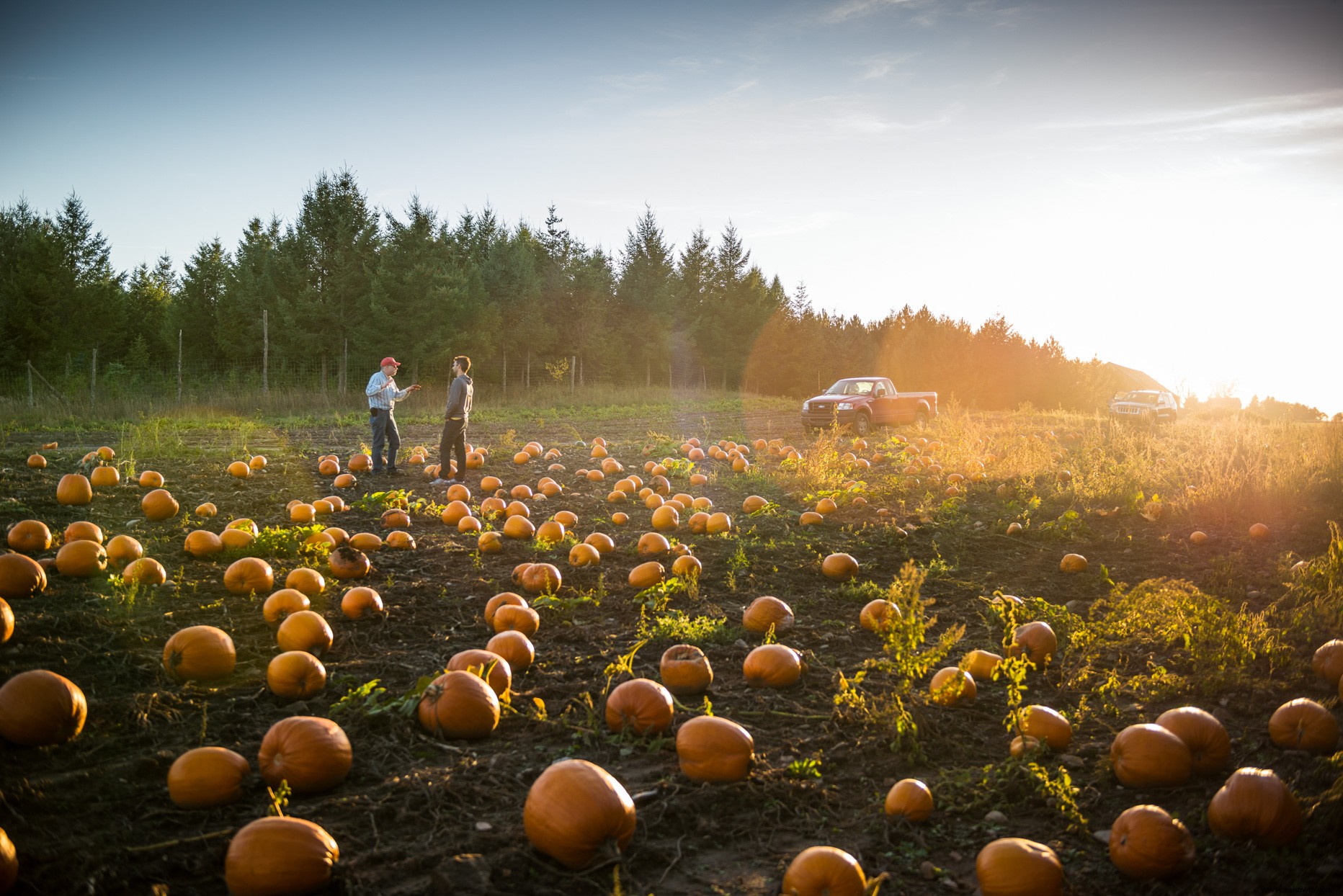 7 consejos para cultivar calabazas perfectas para todas sus necesidades de decoración y horneado de otoño 