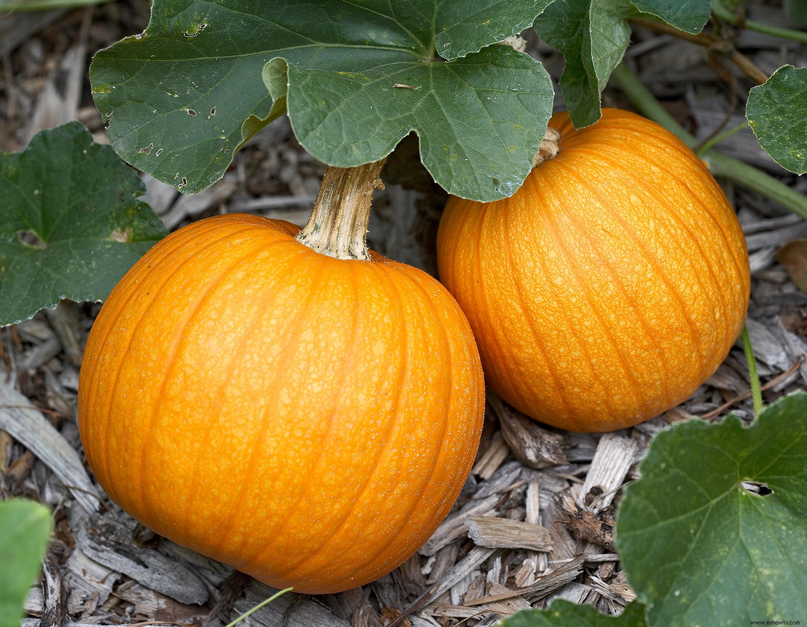 7 consejos para cultivar calabazas perfectas para todas sus necesidades de decoración y horneado de otoño 