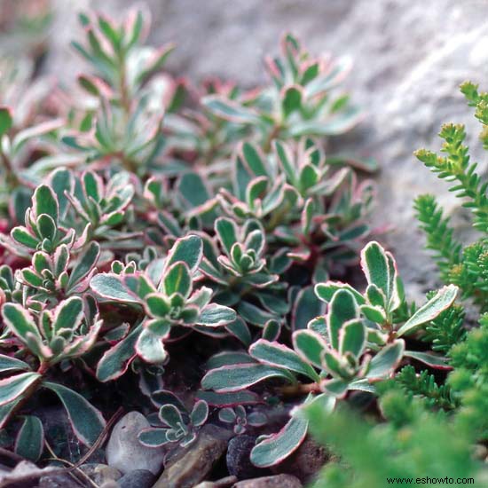 Comprender los nombres de las plantas 