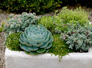 Cómo Hacer un Comedero de Hypertufa para tu Jardín: Guía Paso a Paso