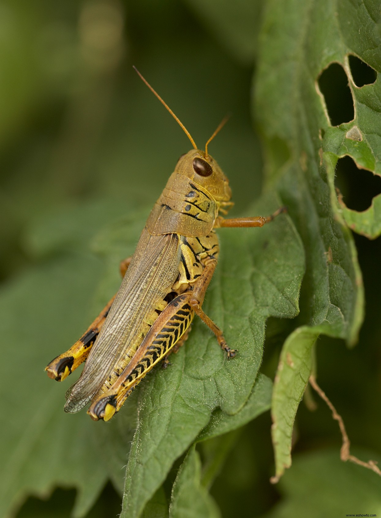 Cómo evitar que los saltamontes se coman todas tus plantas 