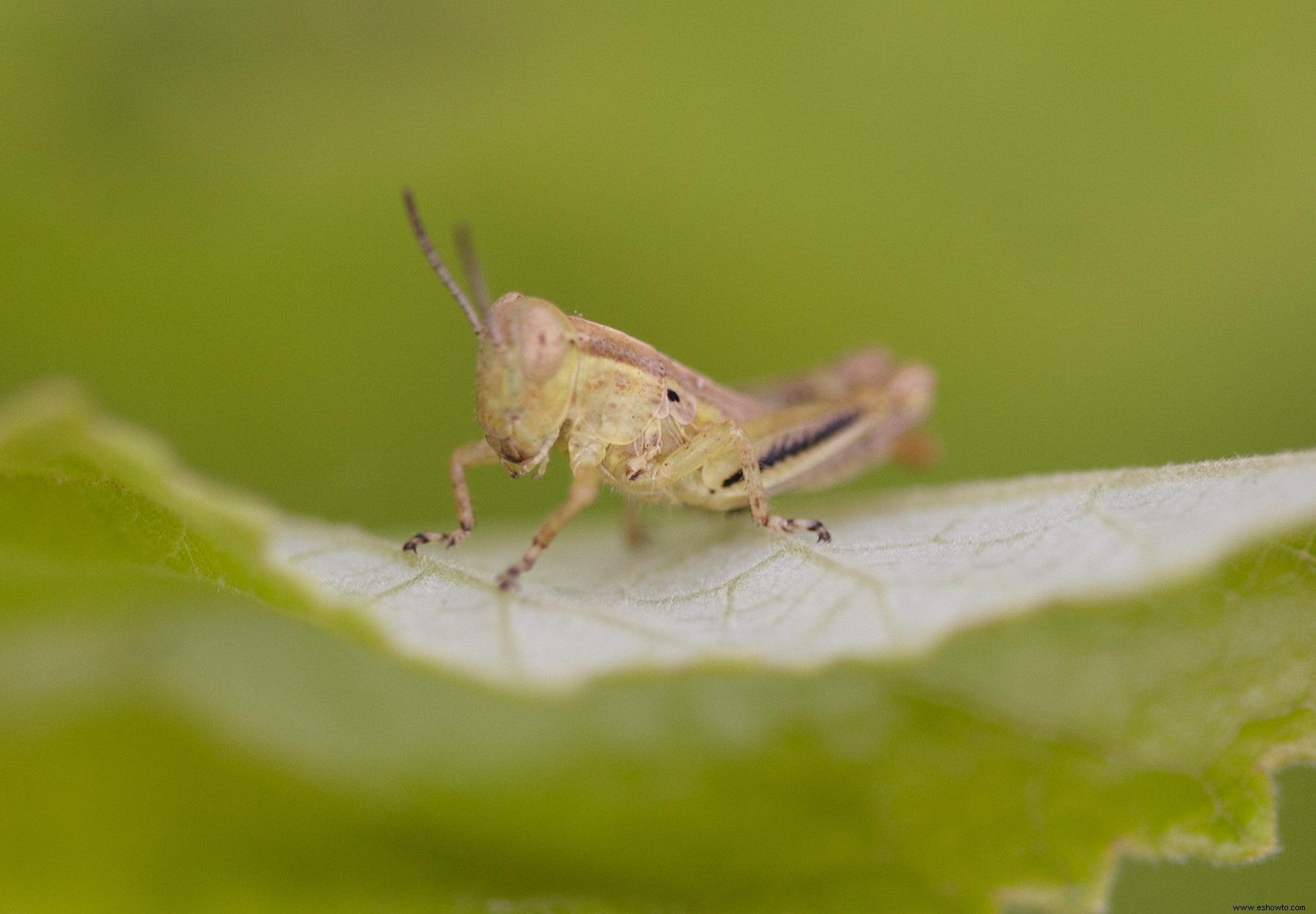 Cómo evitar que los saltamontes se coman todas tus plantas 