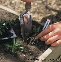 Cultivo de plantas perennes a partir de semillas 