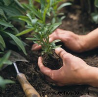 Cultivo de plantas perennes a partir de semillas 