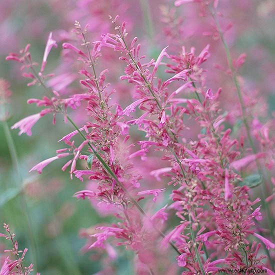 Las mejores flores aromáticas para el suroeste del desierto 