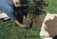 Cómo plantar árboles y arbustos cultivados en contenedores 