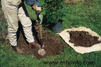 Cómo plantar árboles y arbustos cultivados en contenedores 